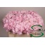 product/img.floraplaza.nl/LHORVER5-LIVE_fotos-0x73CEDBE0F66F24FC3B5B3B18FF85539B94041AFE.jpg