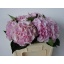 product/img.floraplaza.nl/LHORVER5-LIVE_fotos-0x75E0F97C2DAA0E4BDE1A9357F5CE6710724393A9.jpg