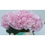 product/img.floraplaza.nl/LHORVER5-LIVE_fotos-0x9416001AB56699A37A4BEFF4F877248711A1785E.jpg