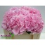 product/img.floraplaza.nl/LHORVER5-LIVE_fotos-0xACF926E6CB64A5E1D0789F48DD4DCA43E5C162C5.jpg