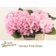 product/img.floraplaza.nl/LHORVER5-LIVE_fotos-0xB78EB567CD7C2997078CF738F09CB4839CF4CFEC.jpg