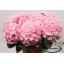 product/img.floraplaza.nl/LHORVER6-LIVE_fotos-0x11AD198F18C40E9D2AFF7B130552C3E667CDF5AE.jpg