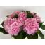 product/img.floraplaza.nl/LHORVER6-LIVE_fotos-0x934C87460849BD09A65CA1A62DE306CF9854ECA1.jpg
