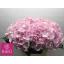 product/img.floraplaza.nl/LHORVER6-LIVE_fotos-0xC647A62A9278EAA7031DDE8CDBDAF69B48E0A86A.jpg