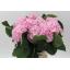 product/img.floraplaza.nl/LHORVER6-LIVE_fotos-0xCCC4D6FCFD563B66F7FC025ADF0A2C7640310D40.jpg