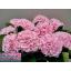 product/img.floraplaza.nl/LHORVER6-LIVE_fotos-0xEC6C964F3B6F2E316A5134077106F601B3A6699D.jpg