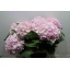 product/img.floraplaza.nl/LHORVER7-LIVE_fotos-0x61B8E0D51B0531BF9C0DBF853C619B650A2A23F0.jpg
