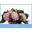 product/img.floraplaza.nl/LHORVER7-LIVE_fotos-0x8EA67CF8BDC0CB9391F41BF4799FD10AC6110D6E.jpg