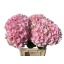 product/img.floraplaza.nl/LHORVER7-LIVE_fotos-0xFBA931B9A148B9A1A8FA260F47E05E329F7871FC.jpg