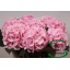 product/img.floraplaza.nl/LHORVER75-LIVE_fotos-0x1F06D213CCF9CC757CDA7781A38B218C6F02624B.jpg