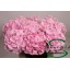 product/img.floraplaza.nl/LHORVER75-LIVE_fotos-0x4B09E73DD55A621EC8F687A308EA7B5C6F388282.jpg