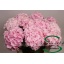 product/img.floraplaza.nl/LHORVER75-LIVE_fotos-0x7366A84400BB78069CC8DB01B99EB664CDC16CBD.jpg