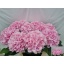 product/img.floraplaza.nl/LHORVER75-LIVE_fotos-0x8B7AD433FDB585A8A05A641D07A9D066904CB494.jpg