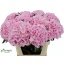 product/img.floraplaza.nl/LHORVER8-LIVE_fotos-0x181BDD749BB7B27BF0CBC87F3AAFF1C94E2E8F4B.jpg
