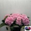 product/img.floraplaza.nl/LHORVER8-LIVE_fotos-0x1ADE1F3C22BC2FDBD3E9732FA959B4D51A8B5462.jpg