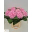 product/img.floraplaza.nl/LHORVER8-LIVE_fotos-0x2884CA08D9058C260A42514462326B91CB56725D.jpg