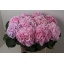 product/img.floraplaza.nl/LHORVER8-LIVE_fotos-0x2D93FD1C6C697EEDA34969C297C6D59F55EE9398.jpg