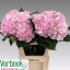 product/img.floraplaza.nl/LHORVER8-LIVE_fotos-0x367C831716F632A2F4B4C3ACC90DDE336CB08CA4.jpg
