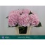 product/img.floraplaza.nl/LHORVER8-LIVE_fotos-0x480445E2B49BA59707A0D1F7514DC1B7B11F20CB.jpg