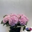product/img.floraplaza.nl/LHORVER8-LIVE_fotos-0x485821C912DDBFB3886C062BA33D9B75BBA31EA3.jpg