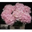 product/img.floraplaza.nl/LHORVER8-LIVE_fotos-0x48D32698A4B24364CCF4C089450DAC90A2972950.jpg