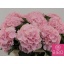 product/img.floraplaza.nl/LHORVER8-LIVE_fotos-0x4932B3664C9886925B6CEB794A8DAEE5233AE21C.jpg