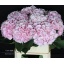 product/img.floraplaza.nl/LHORVER8-LIVE_fotos-0x58C1BE3D10824195B1002915D5D2D1F6DD990F1D.jpg