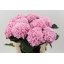 product/img.floraplaza.nl/LHORVER8-LIVE_fotos-0x685119EFFBDECC50EE9798A6142E572240F2C6C1.jpg