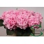 product/img.floraplaza.nl/LHORVER8-LIVE_fotos-0x794C053CE9D147A4825A021254D3EDA5292F5C72.jpg
