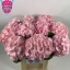 product/img.floraplaza.nl/LHORVER8-LIVE_fotos-0x7EEF7B7FF704505DB379B410E4B65061F4035918.jpg