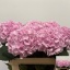 product/img.floraplaza.nl/LHORVER8-LIVE_fotos-0x87D07FE2A0DFCF443B412E20D44E0A081EEC4AF2.jpg