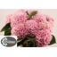 product/img.floraplaza.nl/LHORVER8-LIVE_fotos-0xAAD7B2A9B429801A39C6C1A7A211F0A14B60D99C.jpg