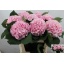 product/img.floraplaza.nl/LHORVER8-LIVE_fotos-0xB154E826CACE7082885CBDCA5AA26CA7A0B50B7B.jpg