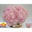 product/img.floraplaza.nl/LHORVER8-LIVE_fotos-0xB97E22A463F1D130660D3A25A0DDE1D53273D702.jpg