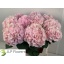 product/img.floraplaza.nl/LHORVER8-LIVE_fotos-0xBE8FA9155B2BCE92E25B02109B8B37C8C22DC9D9.jpg