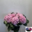product/img.floraplaza.nl/LHORVER8-LIVE_fotos-0xC0026D61C8E507614A190F5DD22E88D236B20A8E.jpg