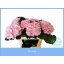 product/img.floraplaza.nl/LHORVER8-LIVE_fotos-0xC069E28F4A2A2F7C06848726F138FC327E925A8E.jpg