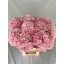 product/img.floraplaza.nl/LHORVER8-LIVE_fotos-0xC1D552653EF61B1497D8B67140744985237606A4.jpg
