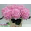 product/img.floraplaza.nl/LHORVER8-LIVE_fotos-0xCD4CF9F6C5886C3AB69E672527E47FA160C63FD3.jpg