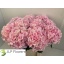 product/img.floraplaza.nl/LHORVER8-LIVE_fotos-0xD0E8FF89C4C135B7BCC870A208EC5E76F69105B3.jpg