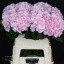 product/img.floraplaza.nl/LHORVER8-LIVE_fotos-0xE319BD9E3A020CD39BD3363FE4591A0DDFA01801.jpg