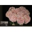 product/img.floraplaza.nl/LHORVER8-LIVE_fotos-0xE97E2E8D52BFE72076067839F6F1D6FC48A9A8B0.jpg