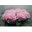 product/img.floraplaza.nl/LHORVER8-LIVE_fotos-0xEFA35F90F9D9F6DC1070AC83DCECB98F5E7C5CFF.jpg