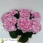 product/img.floraplaza.nl/LHORVER8-LIVE_fotos-0xF397F53177AD50996FAE0D25420AE2FB96E6842C.jpg