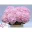 product/img.floraplaza.nl/LHORVER8-LIVE_fotos-0xF7489D39BF9A9E152C175A2B60AADD99BE086E64.jpg