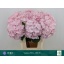 product/img.floraplaza.nl/LHORVER8-LIVE_fotos-0xF7EF089482F7387FDC5D5BC858C3F88A74687BC8.jpg