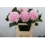 product/img.floraplaza.nl/LHORVER8-LIVE_fotos-0xF9C2549CC2C1884A926897790F8034F421B62F39.jpg