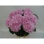 product/img.floraplaza.nl/LHORVER9-LIVE_fotos-0xD0ADC210A807AD8C1A1F201EF6F7AF90F785B40A.jpg
