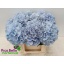 product/img.floraplaza.nl/LHORVERB5-LIVE_fotos-0x18DC6F04EEC5CBEC9E213906D16578B477ED05B9.jpg