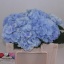 product/img.floraplaza.nl/LHORVERB5-LIVE_fotos-0x9B77846E3DDEC4CC18AE6D78ABAE414981EA4DC9.jpg